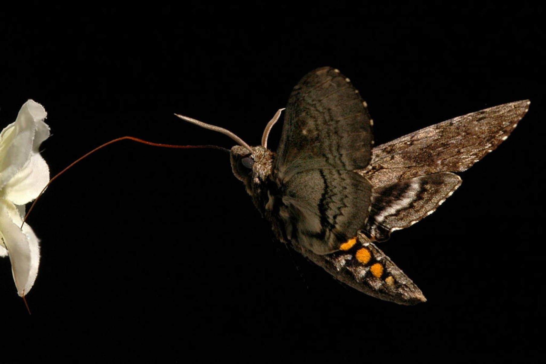 moth.png