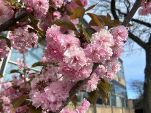 Pink flowers