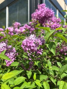 Purple flowers
