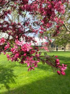 Pinkish red flowers