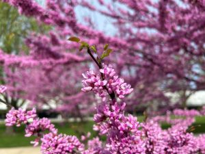 Purple flowers