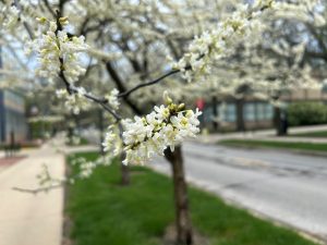 White flowers