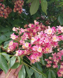 Pink yellow flowers