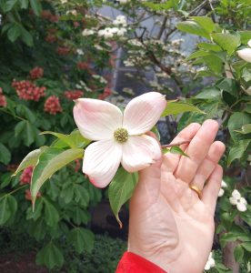 A hand holds a branch with a white flower on it.