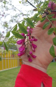 A hand holds a branch with purple flowers on it.