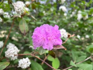 Purple flower