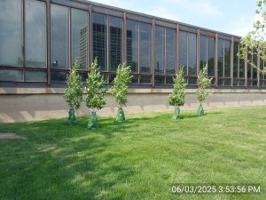 Five young trees in green bags on a lawn near a building with large glass windows.