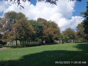 Large trees, bushes and a lawn on a sunny day. Several trees have brown leaves.