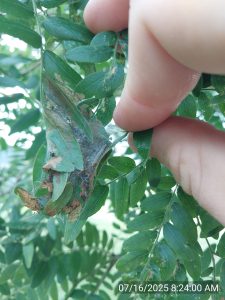 A hand pulls apart leaves on a small tree branch to reveal a cluster of leaves bound together with silken webbing. A mimosa caterpillar larva can be seen.