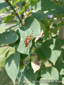 A brown insect sits on a green leaf.