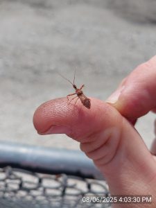 A small brown insect sits on a person's thumb.