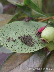 Many small bugs eat a leaf, which has many holes in it.