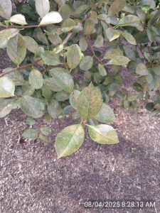 A tree's leaves turning brown.