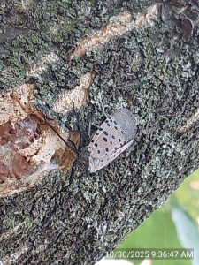 An insect with spotted gray wings sits on a tree trunk.