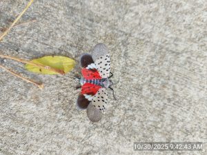 An insect sits on sidewalk with its wings unfurled. It has distinctive spotted wings that are black, beige, brown, white, and red.